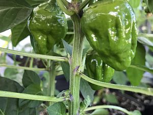 Bhut Jolokia