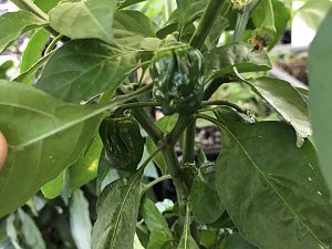 Scotch Bonnet