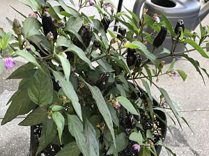Mutanten "Baumchili"