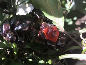 Leuchtende Mutantenbeere