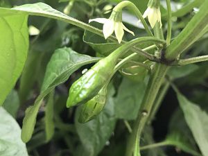 Kleine Bhuts
