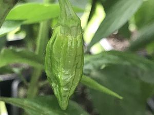 Bhut