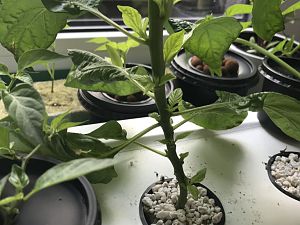 Update geköpft