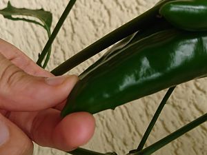 Jalapeno mit dorn