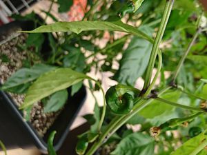 Cayenne mutant