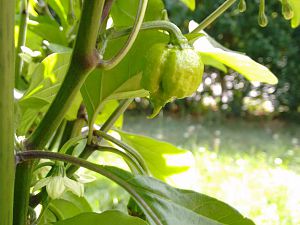 Reaper rot