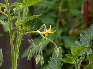 MiniMarzano_09072017