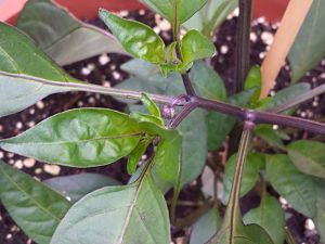 20170708_171434_Richtone(HDR)