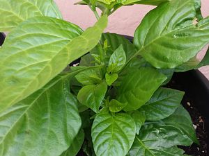 20170708_171538_Richtone(HDR)