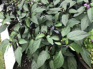 Dehner "Baumchili"