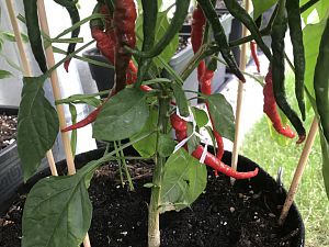 Cayenne