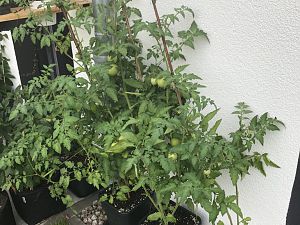 Tomaten