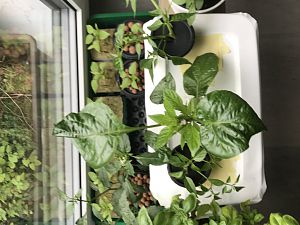 Kratky