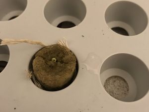 Canario Keimling für NFT