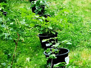 IMG_20170709_164113449_physalis