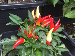 IMG_2776