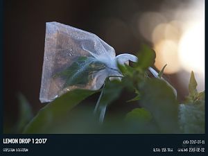 DSC09358