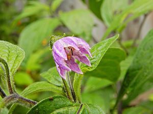 RocotoLosIncas12072016