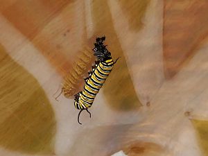MonarchRaupe12072017
