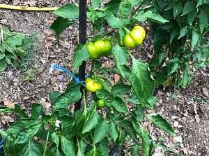 IMG_0234