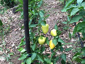 IMG_0236