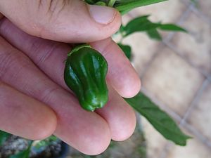 "Jalapeno"