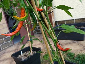 "Cayenne" 14.07