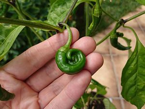 Cayenne mutant