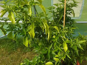 Tabasco 15.7
