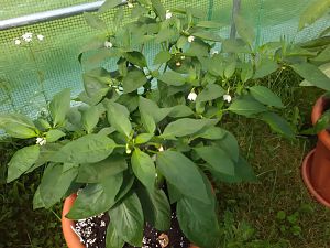 N. Lemon Spice 2 15.7