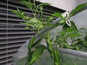 20121500_10209775451089529_3351381670503460514_o