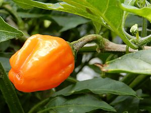 Long Habanero