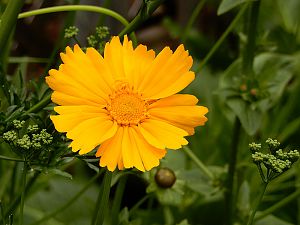 Blume