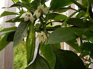 Sukari