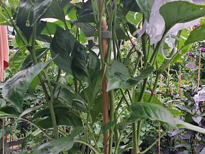20170716_171128_Richtone(HDR)