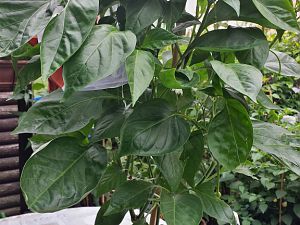 20170716_171138_Richtone(HDR)