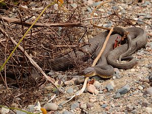 Northern Water Snake