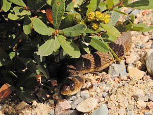 Northern Water Snake