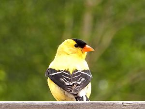 Goldfinch
