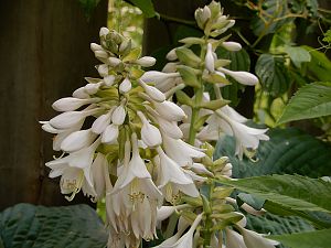 Hosta