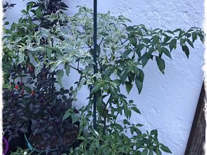 IMG_0543