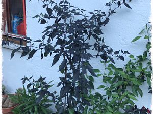 IMG_0546