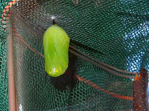 Monarch Puppe