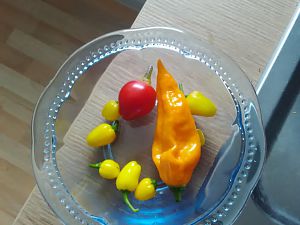 Miniernte 18.7