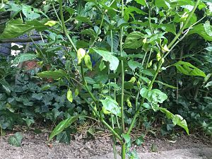 IMG_2805