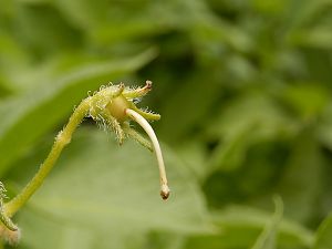 Kartoffelfrucht