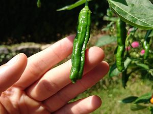 Cayennehybridfrucht2