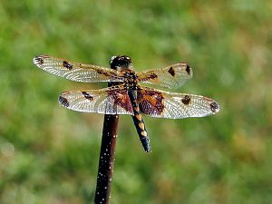 Libelle