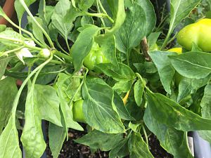 Pumpkin Chili