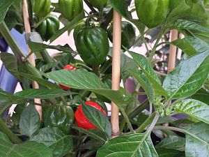 20170720_174532_Richtone(HDR)